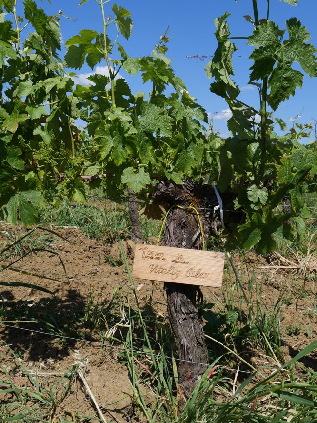 Виноградник на урожай